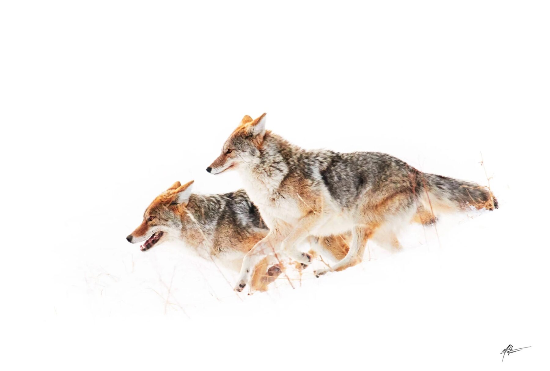 fcf2d0_854744a5fc704531bf6e0202a96e6888~mv2